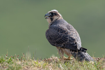 Peregrine Falcon Perched
