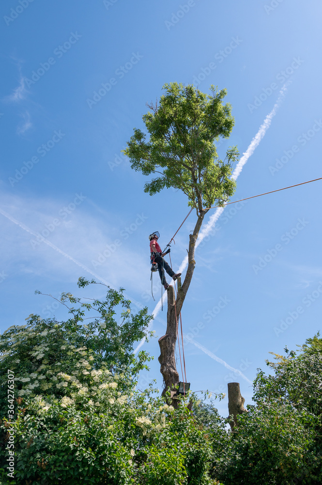 Wall mural a tree surgeon or arborist standing on tall tree stumps ready to cut the crown of the tree.