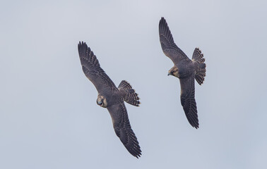 Peregrine Falcon Flying