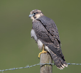 Peregrine Falcon Perched