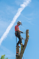 A Tree Surgeon or Arborist standing on top of a tall tree stump using his safety ropes.