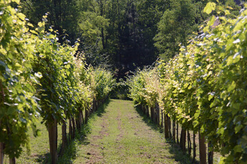 Fototapeta na wymiar Neatly cultivated vineyard in early summer