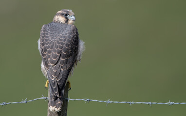 Peregrine Falcon Perched