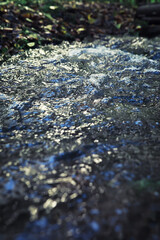 Bright spring greens at dawn in the forest. Nature comes to life in early spring.