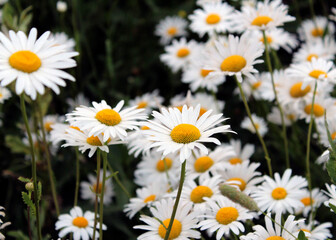 White large daisies in a clearing
