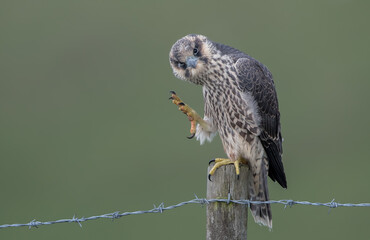 Peregrine Falcon Perched