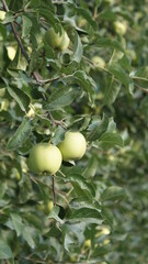 apples on a tree in the sun. early morning . close-up