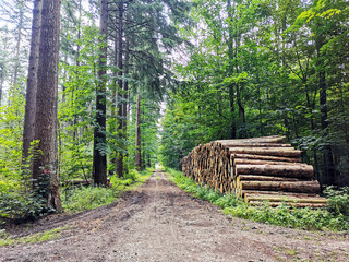 Stacked tree trunks in the forest