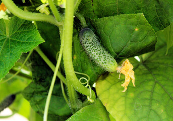 Small green cucumber in a greenhouse in the garden