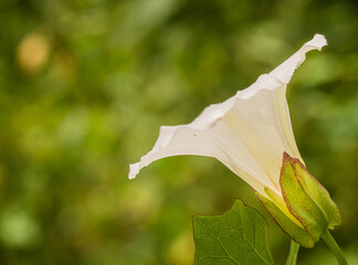 The Field bindweed