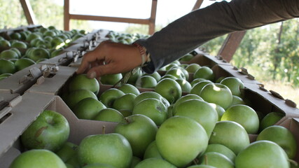 agriculture, air, apple tree, apples, background, beautiful, beauty, box, bright, cardboard box, ecology, environment, flare, food, fresh, green, green apples, growth, hand, land, leaves, light, natur