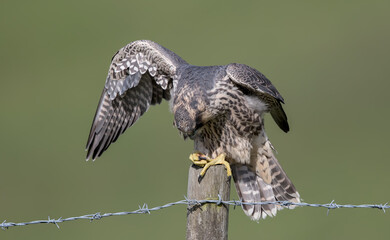Peregrine Falcon Juvenile on Post