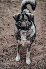 pooch
