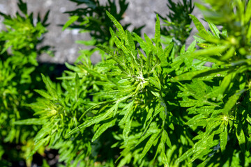 草