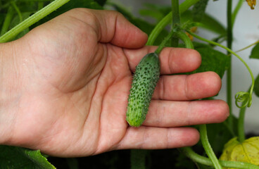Naklejka na ściany i meble Small green cucumber in the hand in the garden