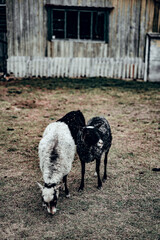 sheep and rams
