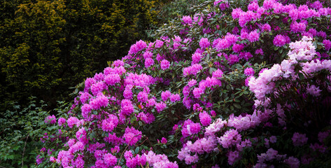 Obraz premium Catawba Rhododendron Cultivar (Rhododendron catawbiense)