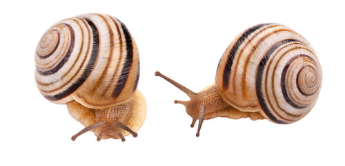 Garden snail in front, isolated on white background.