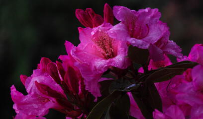 Catawba Rhododendron Cultivar (Rhododendron catawbiense)