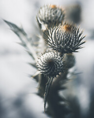 Distelblüten kurz vor der Entfaltung- künstlerisch dargestellt