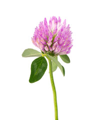 Clover flower on a stem with green leaves, isolated on white background.