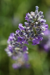Lavendel Makro