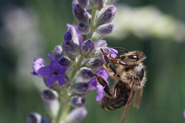 Makroaufnahme Biene auf Lavendel