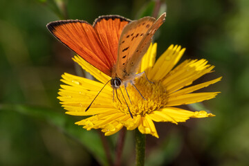 Fototapeta premium The close-up of the The scarce copper (Lycaena virgaurae) butterfly 