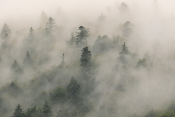 Coniferous forest in fog, Plitvice Lakes National Park, Croatia