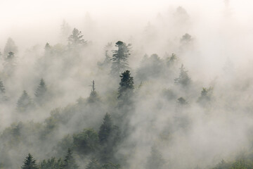 Fototapeta na wymiar Coniferous forest in fog, Plitvice Lakes National Park, Croatia