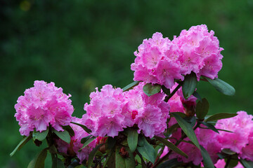 Catawba Rhododendron Cultivar (Rhododendron catawbiense)