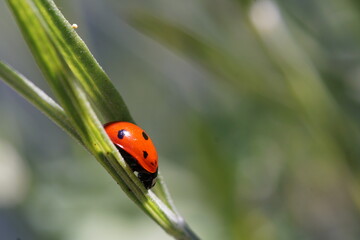 Marienk&auml;fer Makro