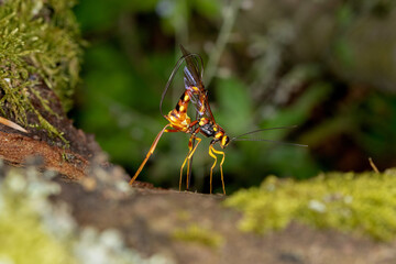 An ichneumon wasp Megarhyssa boring wood and depositing an egg into a tunnel in deadwood bored by its host, the larva of a large species of horntail