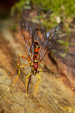 An ichneumon wasp Megarhyssa boring wood and depositing an egg into a tunnel in deadwood bored by its host, the larva of a large species of horntail