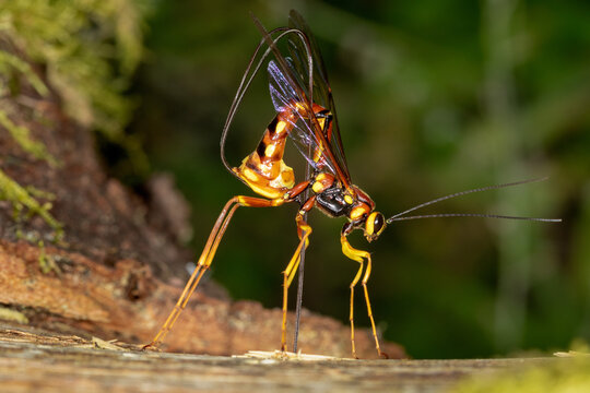 An ichneumon wasp Megarhyssa boring wood and depositing an egg into a tunnel in deadwood bored by its host, the larva of a large species of horntail