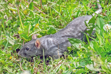 Cute funny gray rat on a green lawn