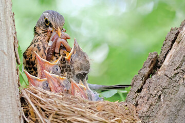 Obraz premium The Blackbird in the nest feeds the little Chicks