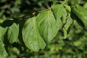Green leaves with drops of moisture after rain