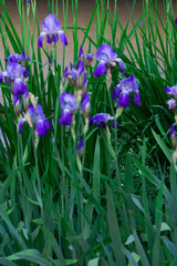 Tender blue irises on a flowerbed in a park in early summer.