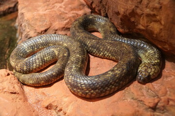 Close up of an Egyptian cobra on the rocks