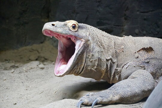 A close up of a komodo dragon opening its mouth