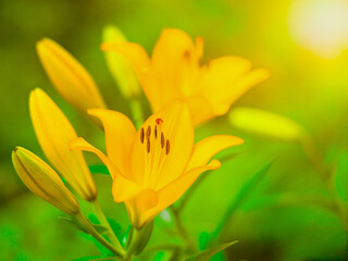 Fototapeta na wymiar Orange lily flower on a natural background, natural light