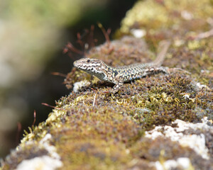 lézard sur un mur