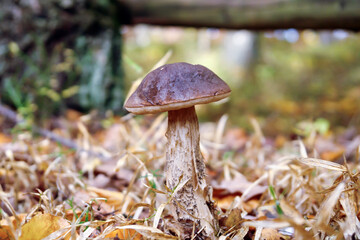 Podgrzybek © Izabela