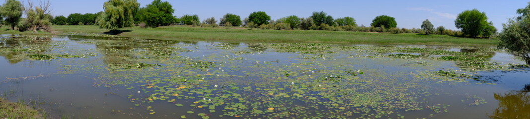 
Water lilies on a river in Russia