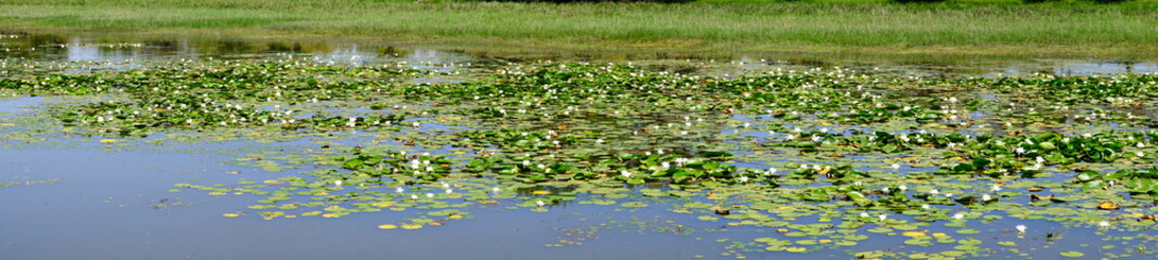 
Water lilies on a river in Russia