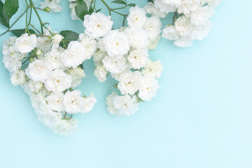 Sprigs of white roses on blue background, copy space.