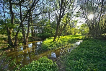 water stream between beautiful green wetlands