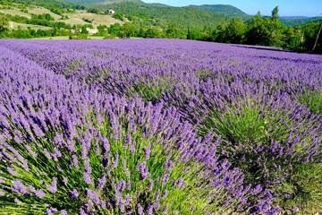 Fototapeta premium CHAMPS DE LAVANDE DRÔME