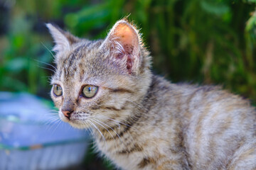 striped kitten outdoors looks away. horizontal. background of green leaves